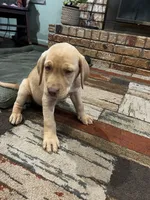 Nova- pink collar, a female Labrador Retriever for sale in Tyler, TX – 5 of 8