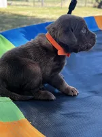 Echo - orange collar, a female Labrador Retriever for sale in Tyler, TX – Photo 3 of 5