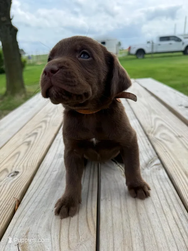 Echo - orange collar – Labrador Retriever puppy for sale in Tyler, TX