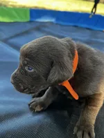 Echo - orange collar, a female Labrador Retriever for sale in Tyler, TX – Photo 1 of 5