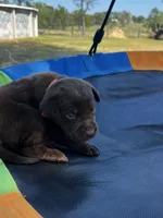 Echo - orange collar, a female Labrador Retriever for sale in Tyler, TX – Photo 5 of 5