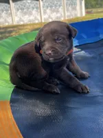 Echo - orange collar, a female Labrador Retriever for sale in Tyler, TX – Photo 2 of 5