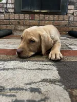 Nova- pink collar, a female Labrador Retriever for sale in Tyler, TX – 4 of 8