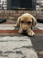 Nova- pink collar, a female Labrador Retriever for sale in Tyler, TX – 3 of 8