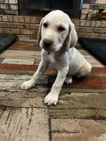 Dash - Light blue collar, a male Labrador Retriever for sale in Tyler, TX – 4 of 9