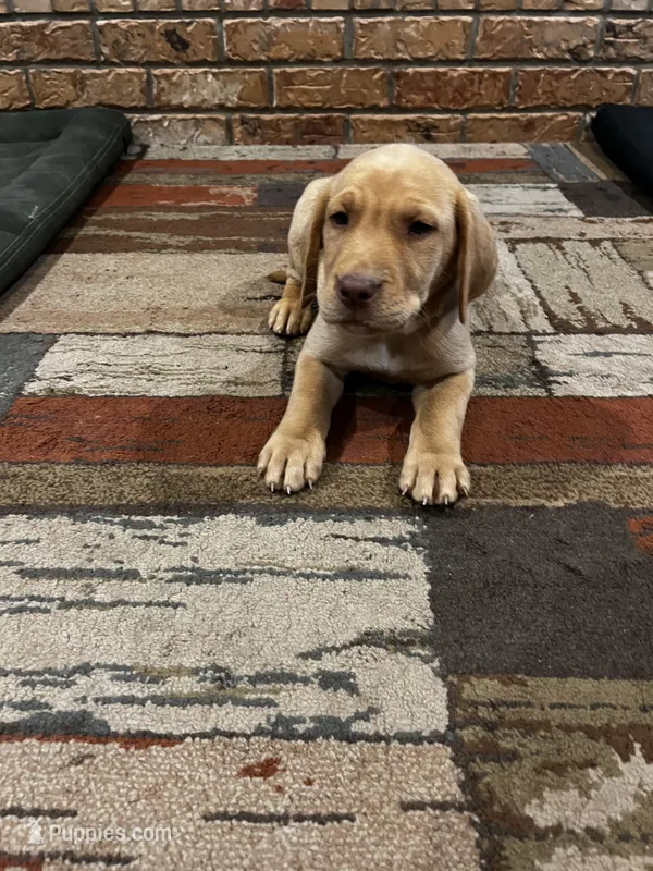 Nova- pink collar – Labrador Retriever puppy for sale in Tyler, TX