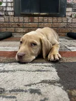 Nova- pink collar, a female Labrador Retriever for sale in Tyler, TX – 2 of 8