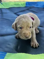 Nova- pink collar, a female Labrador Retriever for sale in Tyler, TX – Photo 4 of 8