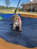 Nova- pink collar, a female Labrador Retriever for sale in Tyler, TX – Photo 7 of 8