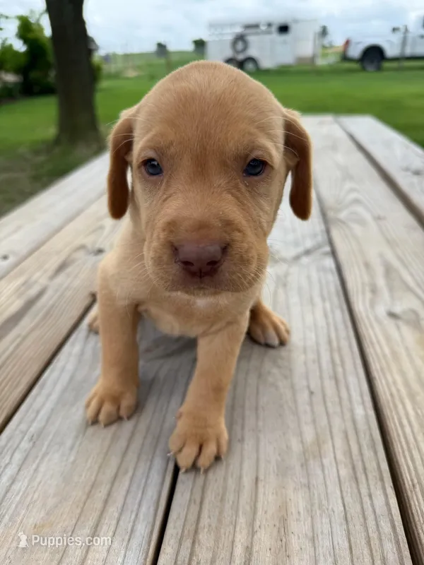 Nova- pink collar – Labrador Retriever puppy for sale in Tyler, TX
