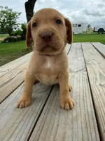 Nova- pink collar, a female Labrador Retriever for sale in Tyler, TX – 7 of 8