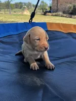 Nova- pink collar, a female Labrador Retriever for sale in Tyler, TX – Photo 3 of 8
