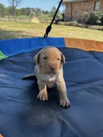 Nova- pink collar, a female Labrador Retriever for sale in Tyler, TX – Photo 8 of 8