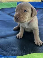 Nova- pink collar, a female Labrador Retriever for sale in Tyler, TX – Photo 5 of 8