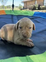 Nova- pink collar, a female Labrador Retriever for sale in Tyler, TX – Photo 1 of 8