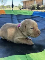 Nova- pink collar, a female Labrador Retriever for sale in Tyler, TX – Photo 2 of 8