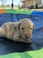 Nova- pink collar, a female Labrador Retriever for sale in Tyler, TX – Photo 6 of 8