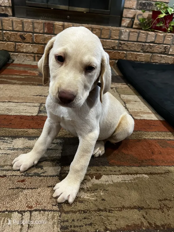 Dash - Light blue collar – Labrador Retriever puppy for sale in Tyler, TX