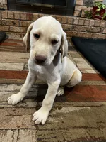 Dash - Light blue collar, a male Labrador Retriever for sale in Tyler, TX – 1 of 9