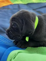 Jubilee - neon green collar, a female Labrador Retriever for sale in Tyler, TX – Photo 1 of 7