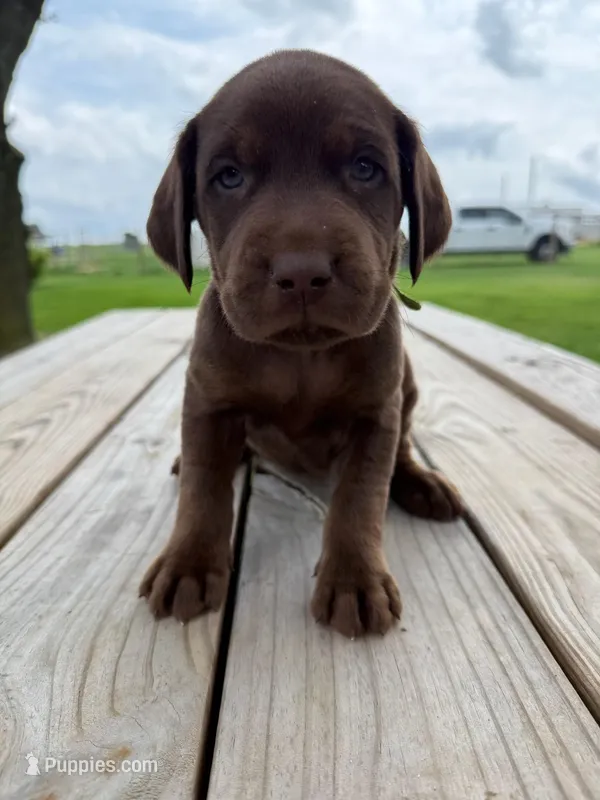 Jubilee - neon green collar – Labrador Retriever puppy for sale in Tyler, TX