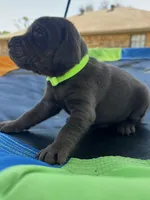 Jubilee - neon green collar, a female Labrador Retriever for sale in Tyler, TX – Photo 3 of 7