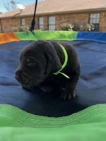 Jubilee - neon green collar, a female Labrador Retriever for sale in Tyler, TX – Photo 4 of 7