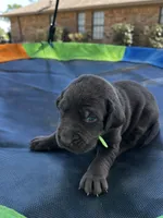Jubilee - neon green collar, a female Labrador Retriever for sale in Tyler, TX – Photo 5 of 7