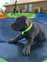 Jubilee - neon green collar, a female Labrador Retriever for sale in Tyler, TX – Photo 6 of 7