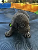 Jubilee - neon green collar, a female Labrador Retriever for sale in Tyler, TX – Photo 7 of 7