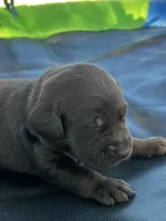 Pixie - black collar, a female Labrador Retriever for sale in Tyler, TX – Photo 4 of 5