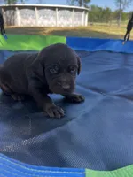 Pixie - black collar, a female Labrador Retriever for sale in Tyler, TX – Photo 5 of 5