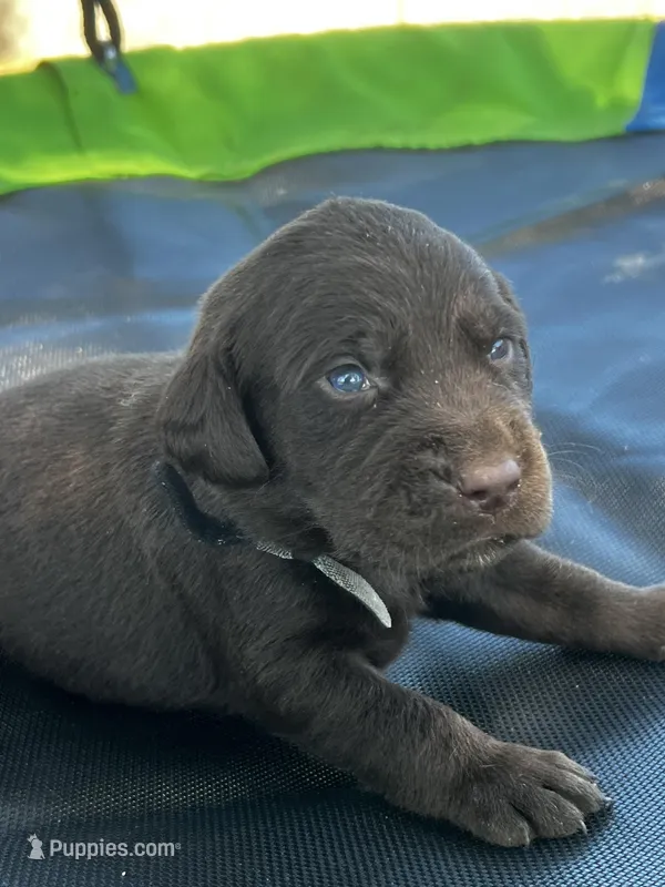 Pixie - black collar – Labrador Retriever puppy for sale in Tyler, TX