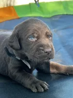 Pixie - black collar, a female Labrador Retriever for sale in Tyler, TX – Photo 3 of 5