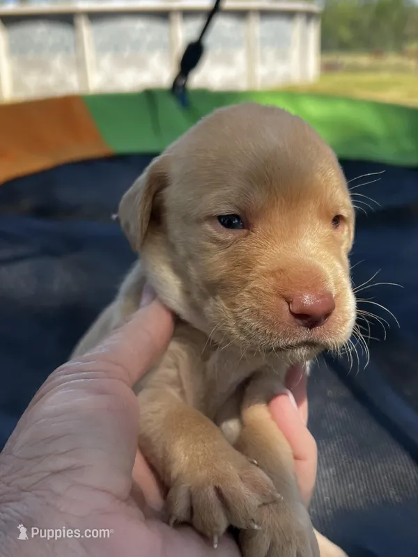 Bolt-grey collar – Labrador Retriever puppy for sale in Tyler, TX