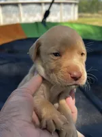 Bolt-grey collar, a male Labrador Retriever for sale in Tyler, TX – Photo 1 of 5