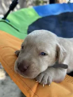 Bolt-grey collar, a male Labrador Retriever for sale in Tyler, TX – Photo 3 of 5