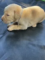 Bolt-grey collar, a male Labrador Retriever for sale in Tyler, TX – Photo 5 of 5