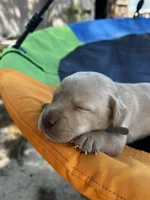 Bolt-grey collar, a male Labrador Retriever for sale in Tyler, TX – Photo 4 of 5