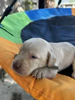 Bolt-grey collar, a male Labrador Retriever for sale in Tyler, TX – Photo 2 of 5