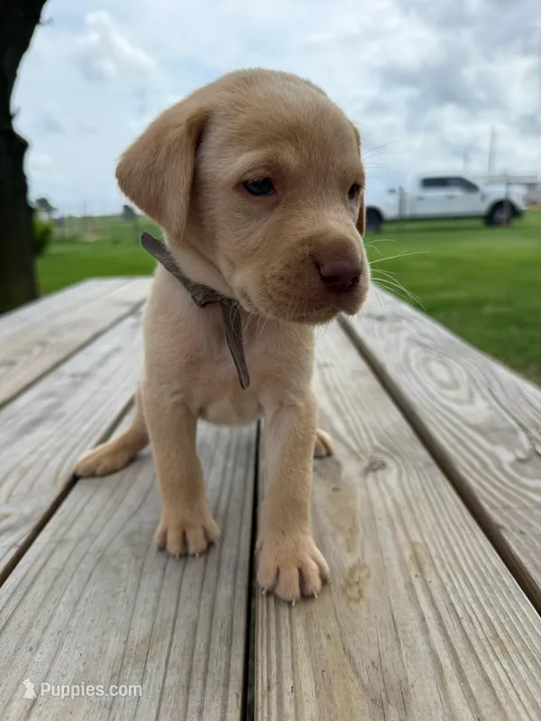 Bolt-grey collar – Labrador Retriever puppy for sale in Tyler, TX