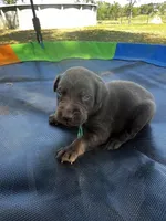 Rogue - green collar, a male Labrador Retriever for sale in Tyler, TX – Photo 4 of 5