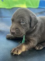 Rogue - green collar, a male Labrador Retriever for sale in Tyler, TX – Photo 2 of 5