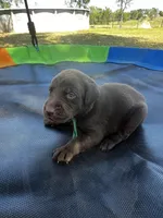 Rogue - green collar, a male Labrador Retriever for sale in Tyler, TX – Photo 5 of 5