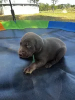 Rogue - green collar, a male Labrador Retriever for sale in Tyler, TX – Photo 3 of 5