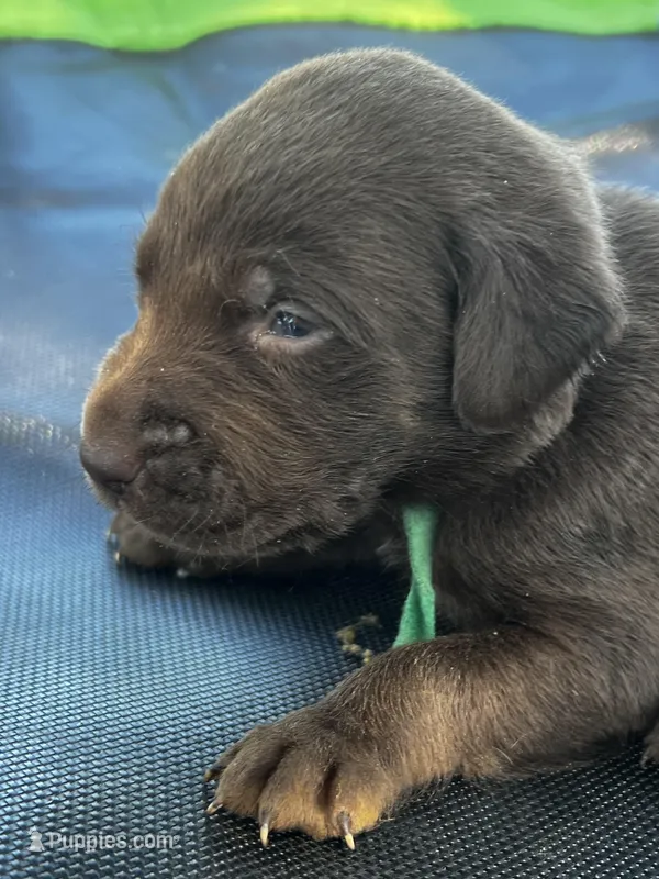 Rogue - green collar – Labrador Retriever puppy for sale in Tyler, TX