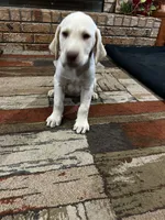 Dash - Light blue collar, a male Labrador Retriever for sale in Tyler, TX – 5 of 9