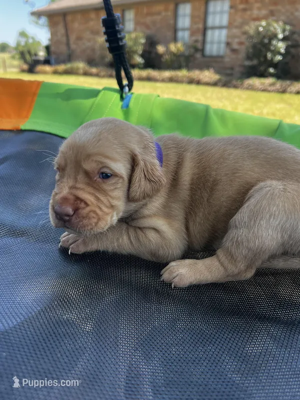 Storm - purple collar – Labrador Retriever puppy for sale in Tyler, TX