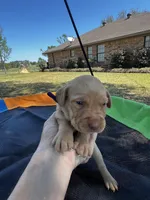 Storm - purple collar, a female Labrador Retriever for sale in Tyler, TX – Photo 2 of 4