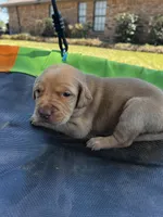 Storm - purple collar, a female Labrador Retriever for sale in Tyler, TX – Photo 3 of 4